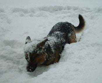 schneehund_lucky